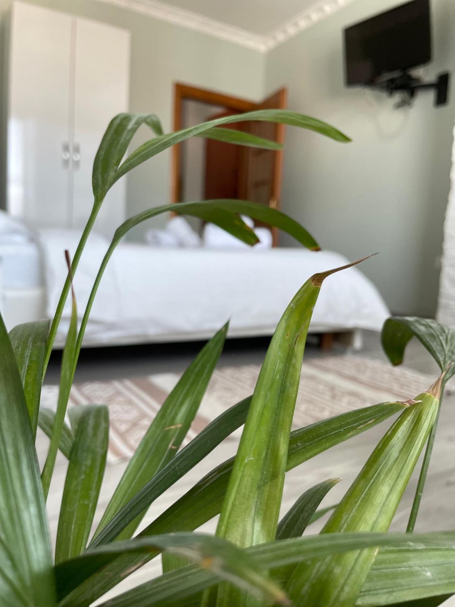 Agroni Rooms Tirana Extérieur photo